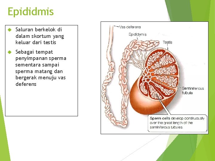 Epididmis Saluran berkelok di dalam skortum yang keluar dari testis Sebagai tempat penyimpanan sperma