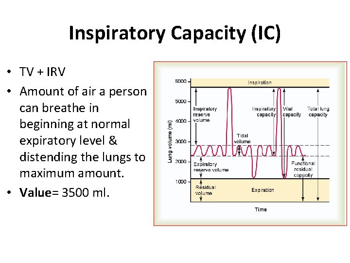 Inspiratory Capacity (IC) • TV + IRV • Amount of air a person can