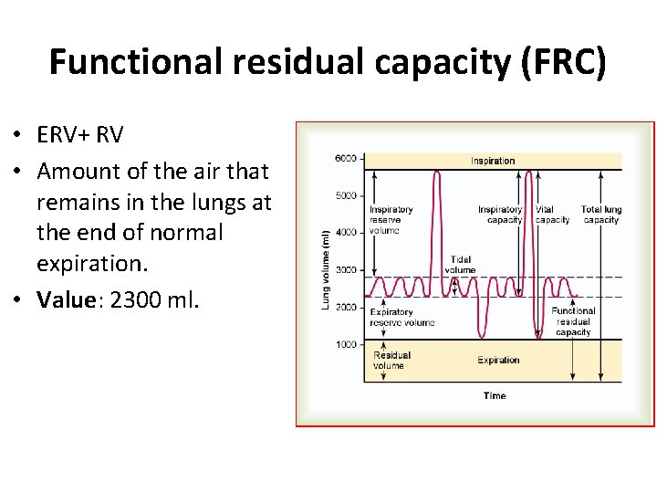 Functional residual capacity (FRC) • ERV+ RV • Amount of the air that remains