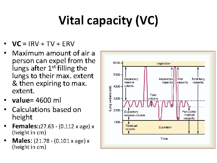 Vital capacity (VC) • VC = IRV + TV + ERV • Maximum amount
