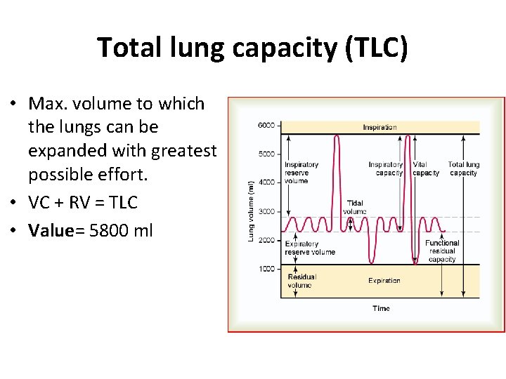 Total lung capacity (TLC) • Max. volume to which the lungs can be expanded