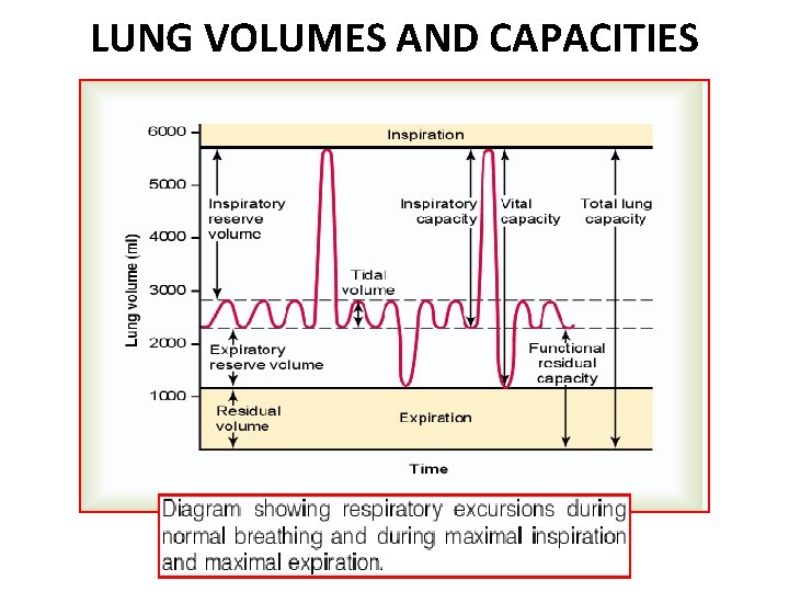 LUNG VOLUMES AND CAPACITIES 