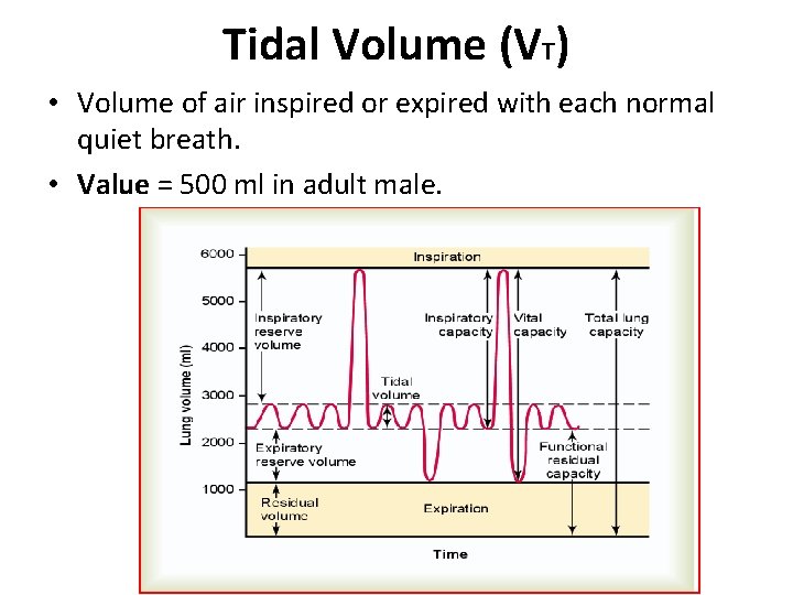 Tidal Volume (VT) • Volume of air inspired or expired with each normal quiet