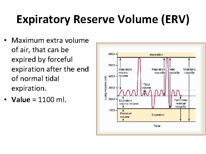 Expiratory Reserve Volume (ERV) • Maximum extra volume of air, that can be expired