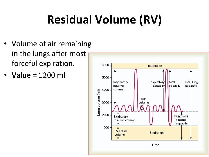 Residual Volume (RV) • Volume of air remaining in the lungs after most forceful