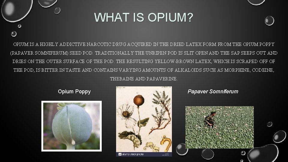 WHAT IS OPIUM? OPIUM IS A HIGHLY ADDICTIVE NARCOTIC DRUG ACQUIRED IN THE DRIED