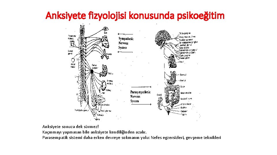 Anksiyete fizyolojisi konusunda psikoeğitim Anksiyete sonuza dek sürmez! Kaçınmayı yapmasan bile anksiyete kendiliğinden azalır.
