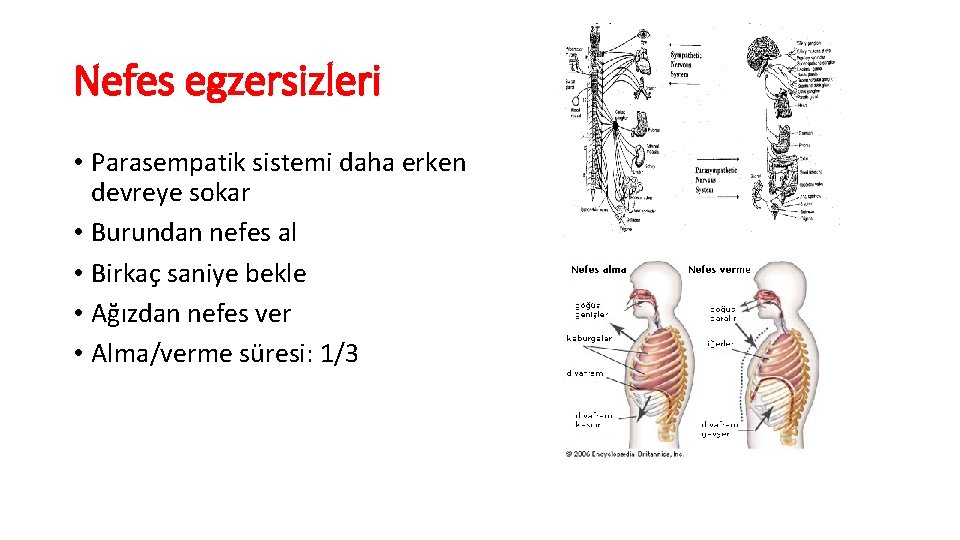 Nefes egzersizleri • Parasempatik sistemi daha erken devreye sokar • Burundan nefes al •