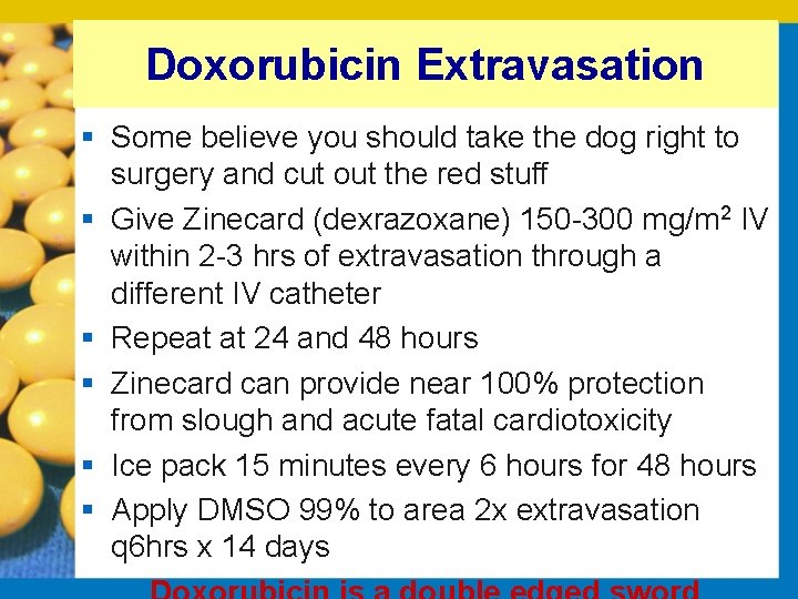 Doxorubicin Extravasation § Some believe you should take the dog right to surgery and