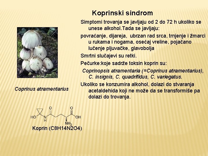 Koprinski sindrom Coprinus atramentarius Simptomi trovanja se javljaju od 2 do 72 h ukoliko