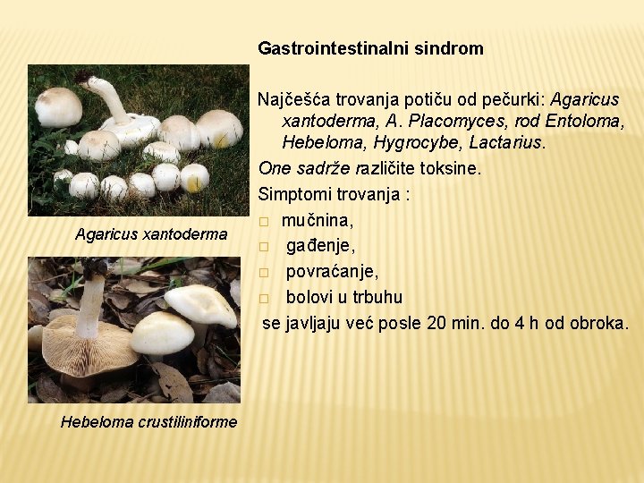 Gastrointestinalni sindrom Agaricus xantoderma Hebeloma crustiliniforme Najčešća trovanja potiču od pečurki: Agaricus xantoderma, A.