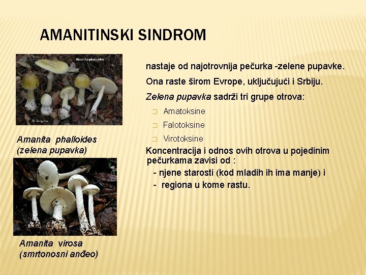 AMANITINSKI SINDROM nastaje od najotrovnija pečurka -zelene pupavke. Ona raste širom Evrope, uključujući i