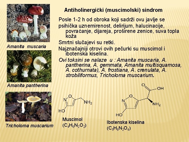 Antiholinergički (muscimolski) sindrom Amanita muscaria Posle 1 -2 h od obroka koji sadrži ovu