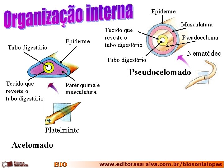 Epiderme Tubo digestório Epiderme Tecido que reveste o tubo digestório Tubo digestório Musculatura Pseudoceloma