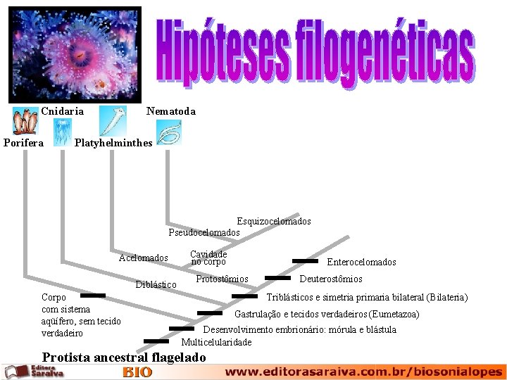 Cnidaria Porifera Nematoda Platyhelminthes Esquizocelomados Pseudocelomados Acelomados Diblástico Corpo com sistema aqüífero, sem tecido