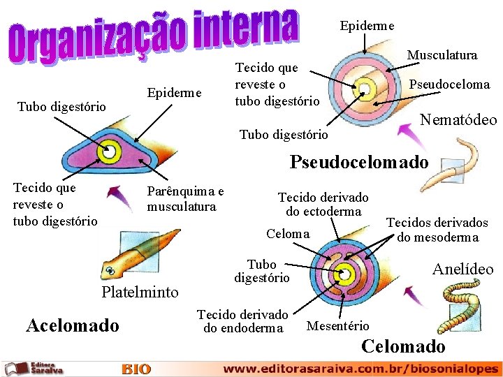 Epiderme Tubo digestório Epiderme Musculatura Tecido que reveste o tubo digestório Pseudoceloma Nematódeo Tubo