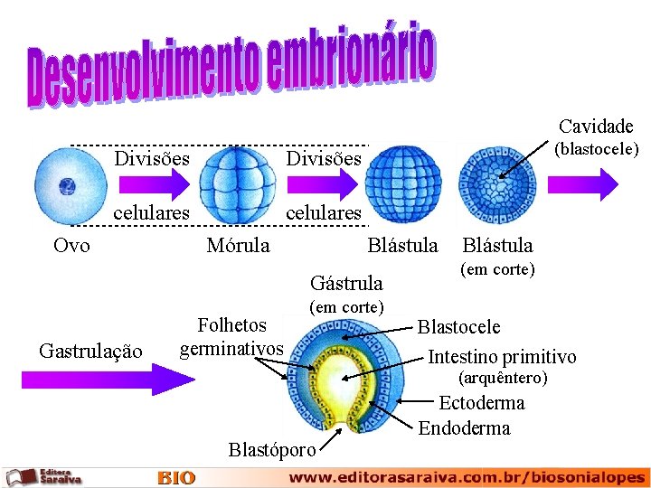 Cavidade Divisões celulares Ovo Mórula (blastocele) Blástula Gástrula Gastrulação Folhetos germinativos (em corte) Blástula