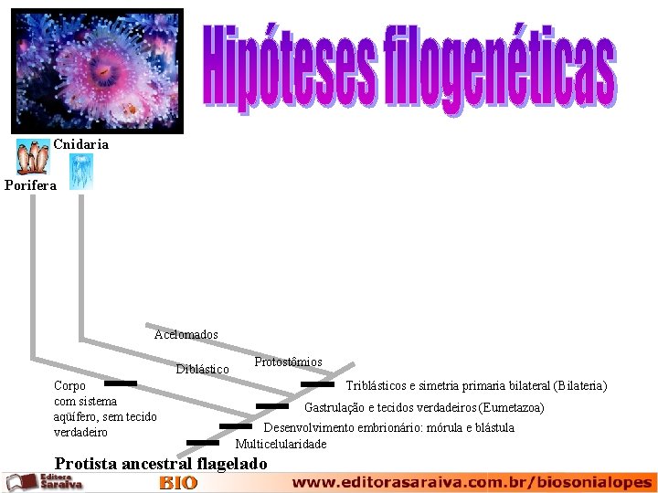 Cnidaria Porifera Acelomados Diblástico Corpo com sistema aqüífero, sem tecido verdadeiro Protostômios Triblásticos e