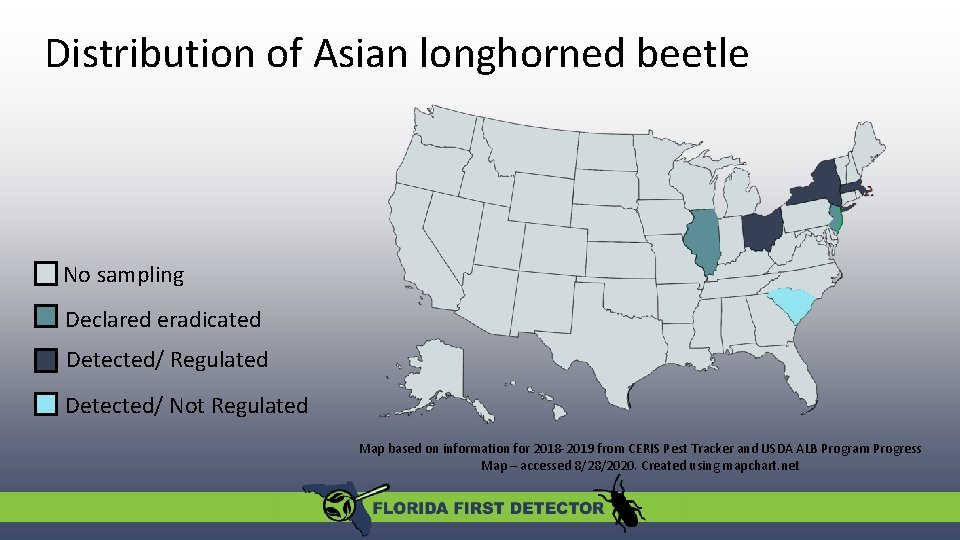 The Asian Longhorned Beetle Anoplophora glabripennis Photo credit