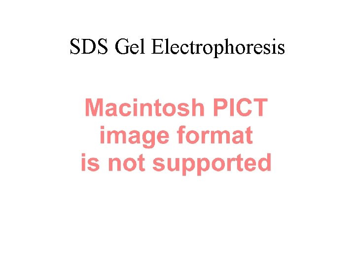 SDS Gel Electrophoresis 