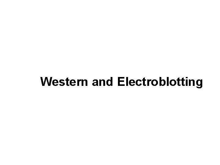 Western and Electroblotting 