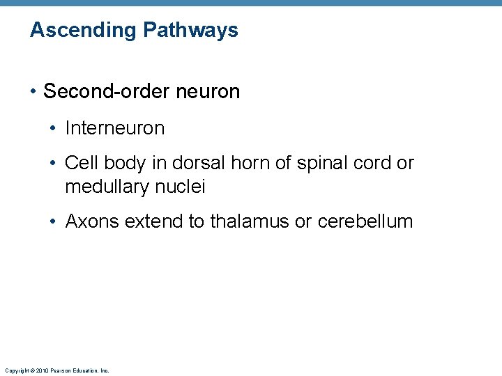 Ascending Pathways • Second-order neuron • Interneuron • Cell body in dorsal horn of