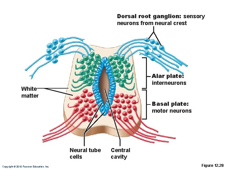 Dorsal root ganglion: sensory neurons from neural crest Alar plate: interneurons White matter Basal