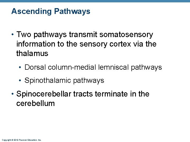 Ascending Pathways • Two pathways transmit somatosensory information to the sensory cortex via the