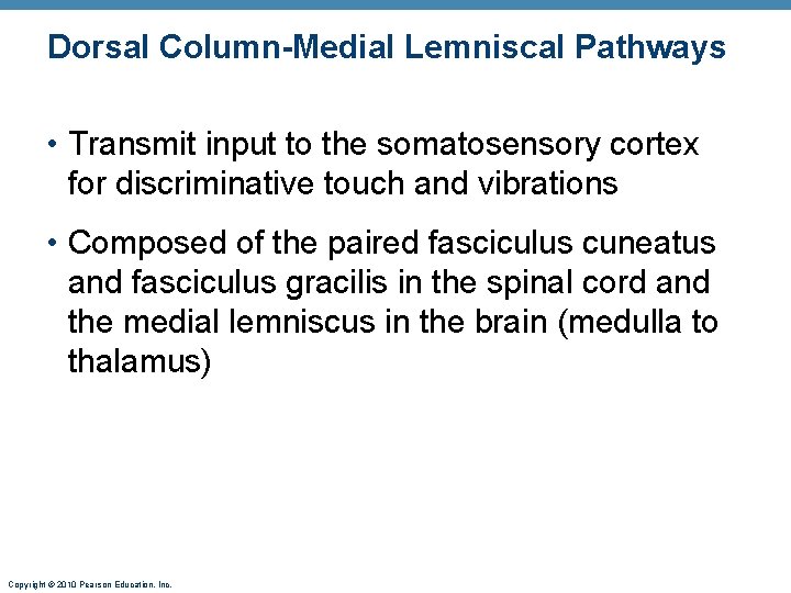 Dorsal Column-Medial Lemniscal Pathways • Transmit input to the somatosensory cortex for discriminative touch