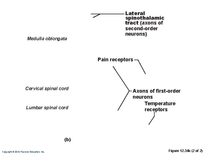 Medulla oblongata Lateral spinothalamic tract (axons of second-order neurons) Pain receptors Cervical spinal cord