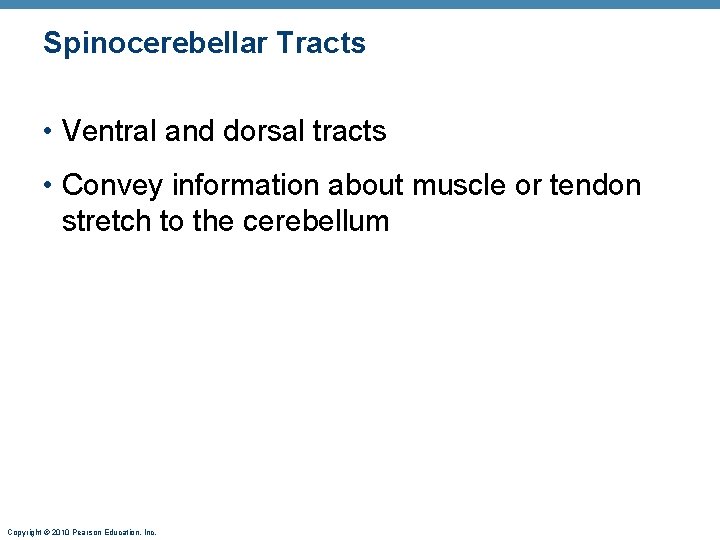 Spinocerebellar Tracts • Ventral and dorsal tracts • Convey information about muscle or tendon