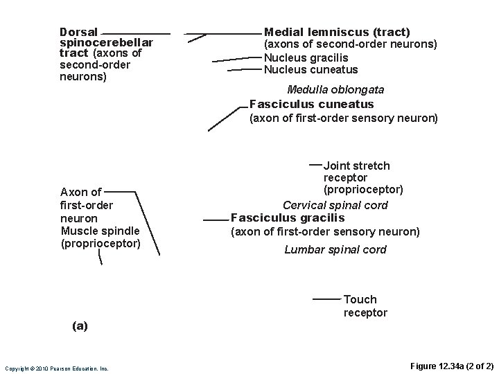 Dorsal spinocerebellar tract (axons of second-order neurons) Medial lemniscus (tract) (axons of second-order neurons)
