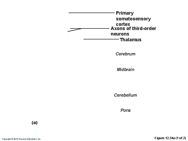 Primary somatosensory cortex Axons of third-order neurons Thalamus Cerebrum Midbrain Cerebellum Pons (a) Spinocerebellar