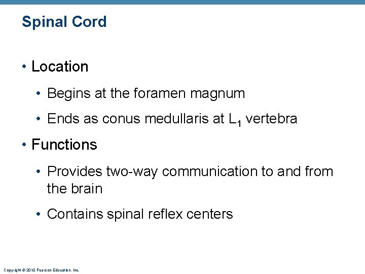 Spinal Cord • Location • Begins at the foramen magnum • Ends as conus