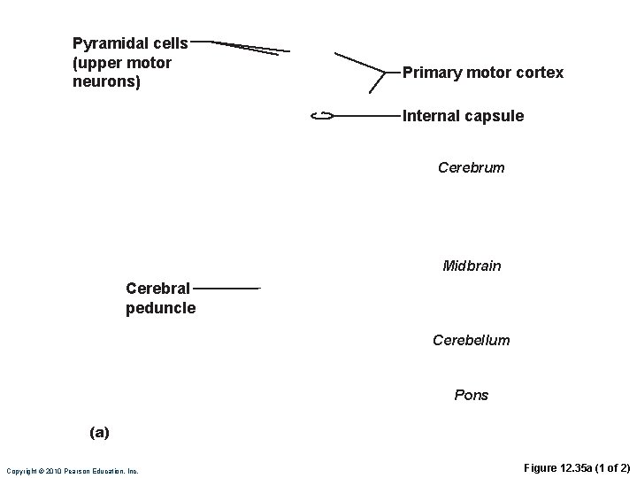 Pyramidal cells (upper motor neurons) Primary motor cortex Internal capsule Cerebrum Midbrain Cerebral peduncle