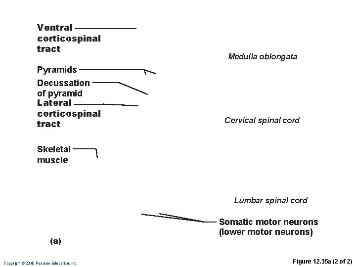 Ventral corticospinal tract Pyramids Decussation of pyramid Lateral corticospinal tract Medulla oblongata Cervical spinal