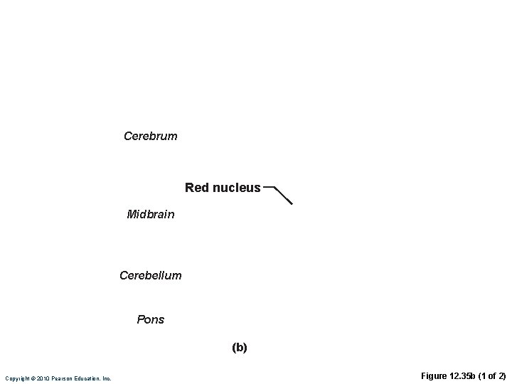 Cerebrum Red nucleus Midbrain Cerebellum Pons (b) Copyright © 2010 Pearson Education, Inc. Rubrospinal