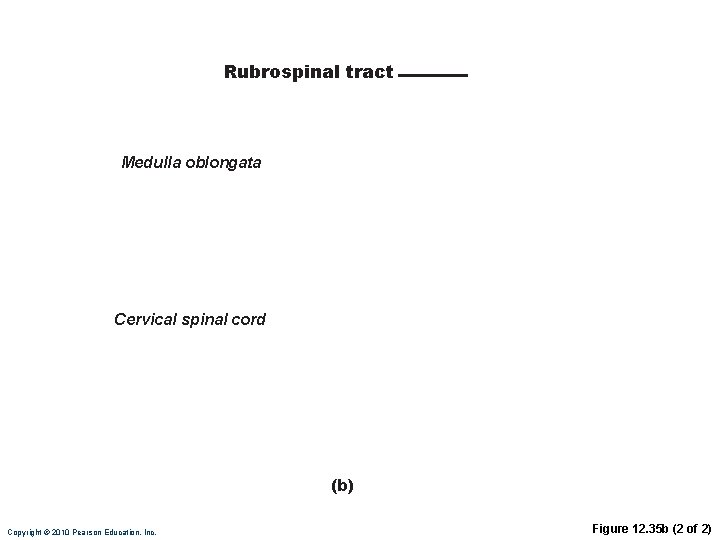 Rubrospinal tract Medulla oblongata Cervical spinal cord (b) Copyright © 2010 Pearson Education, Inc.