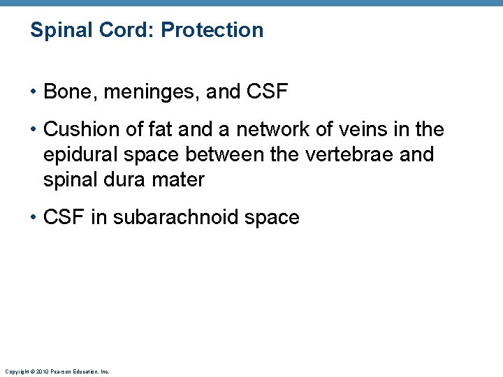 Spinal Cord: Protection • Bone, meninges, and CSF • Cushion of fat and a