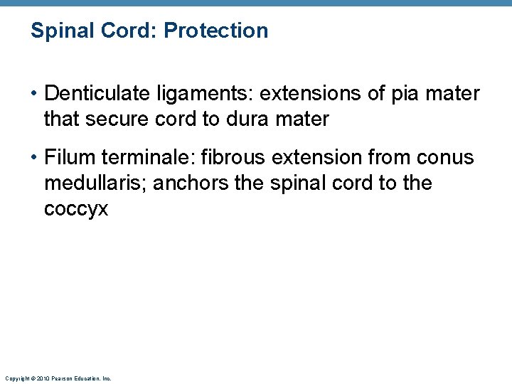 Spinal Cord: Protection • Denticulate ligaments: extensions of pia mater that secure cord to