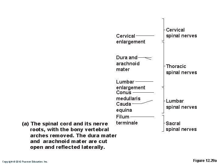 Cervical enlargement Dura and arachnoid mater Lumbar enlargement Conus medullaris Cauda equina Filum terminale