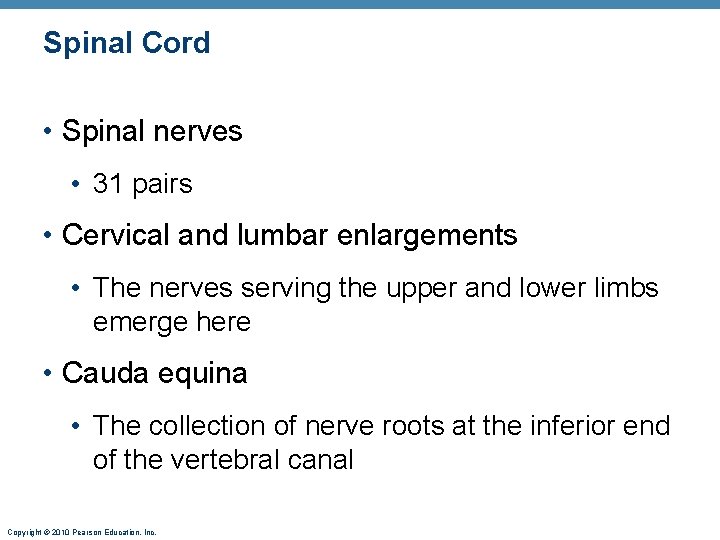 Spinal Cord • Spinal nerves • 31 pairs • Cervical and lumbar enlargements •