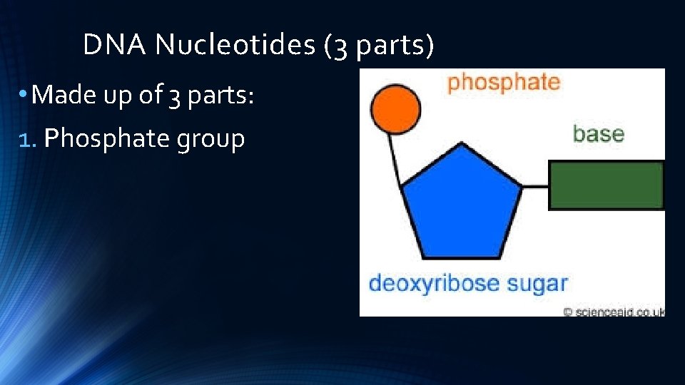 DNA Nucleotides (3 parts) • Made up of 3 parts: 1. Phosphate group 