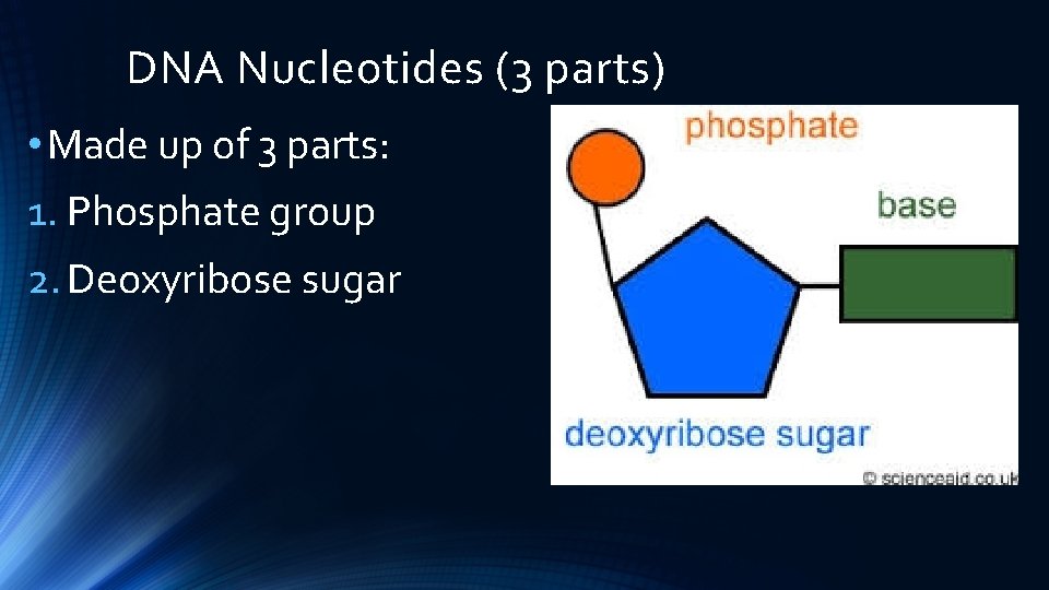 DNA Nucleotides (3 parts) • Made up of 3 parts: 1. Phosphate group 2.