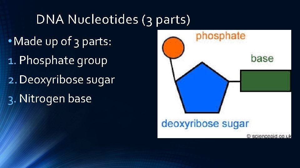 DNA Nucleotides (3 parts) • Made up of 3 parts: 1. Phosphate group 2.