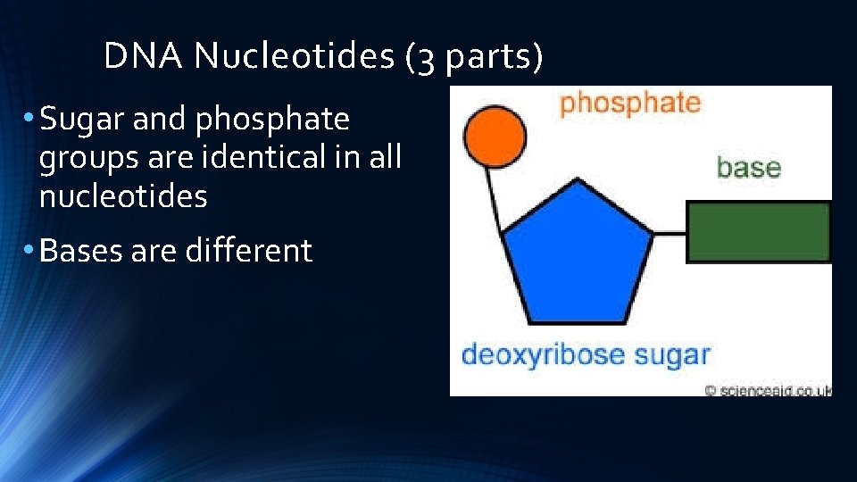 DNA Nucleotides (3 parts) • Sugar and phosphate groups are identical in all nucleotides