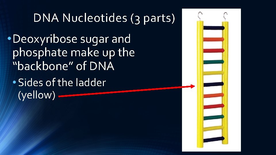 DNA Nucleotides (3 parts) • Deoxyribose sugar and phosphate make up the “backbone” of