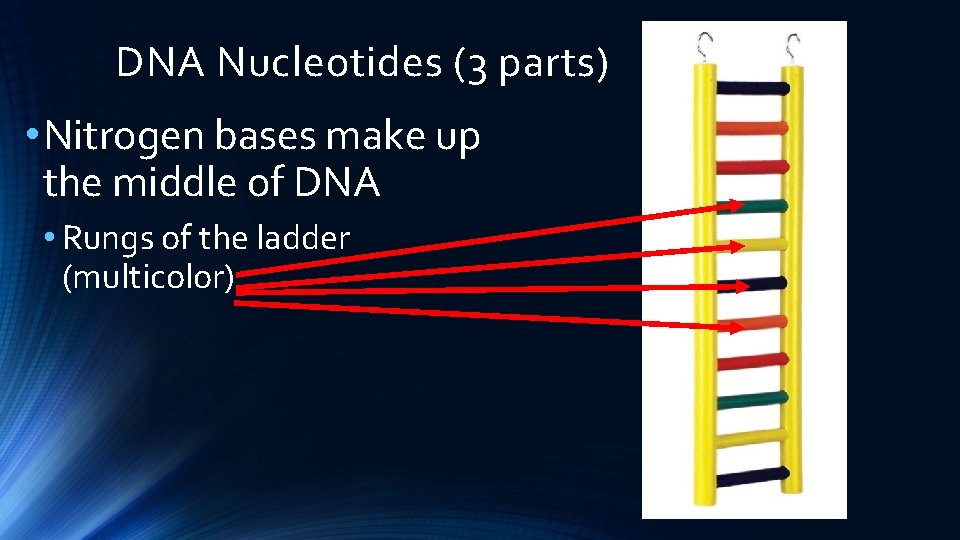 DNA Nucleotides (3 parts) • Nitrogen bases make up the middle of DNA •