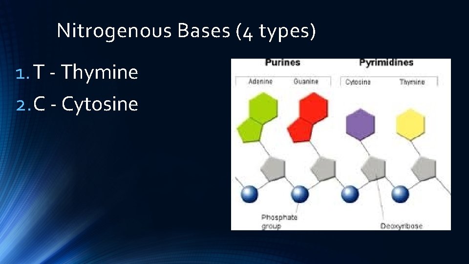 Nitrogenous Bases (4 types) 1. T - Thymine 2. C - Cytosine 
