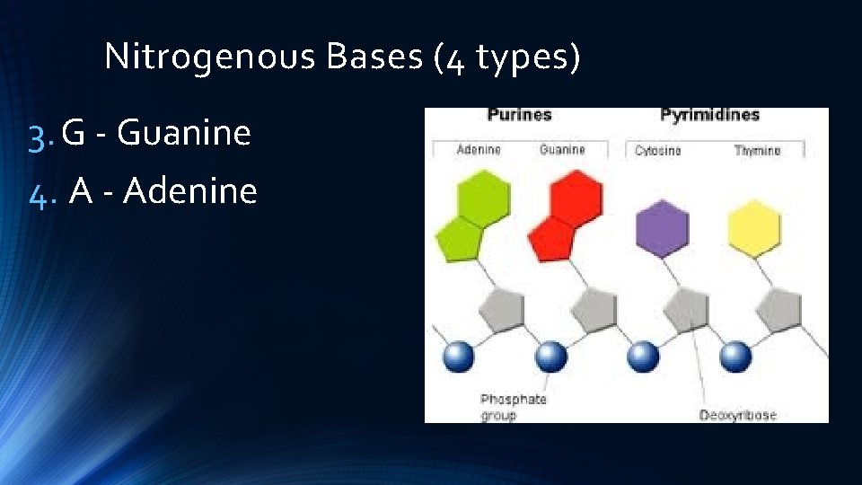 Nitrogenous Bases (4 types) 3. G - Guanine 4. A - Adenine 